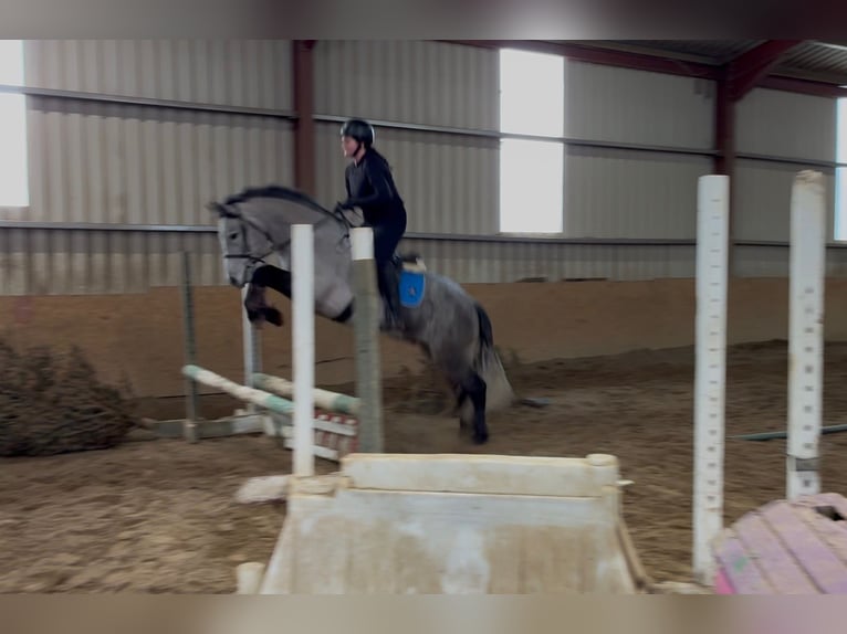 Connemara Hongre 4 Ans 155 cm Gris in Sligo