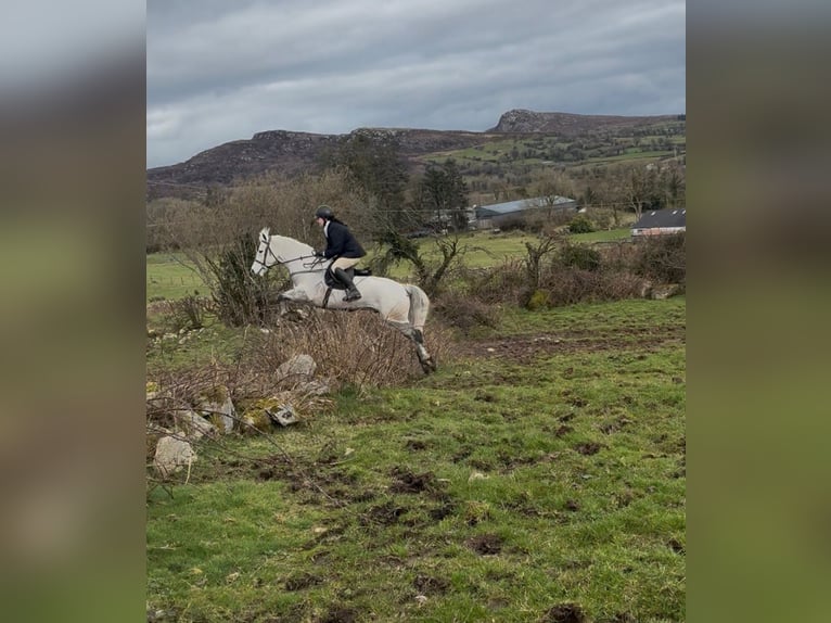 Connemara Hongre 4 Ans 155 cm Gris in Sligo
