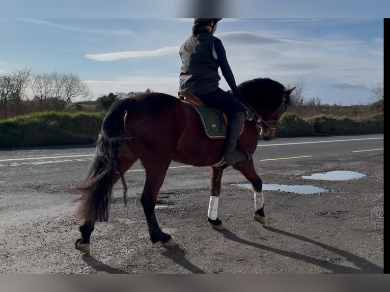 Connemara Hongre 4 Ans 155 cm Gris in Sligo