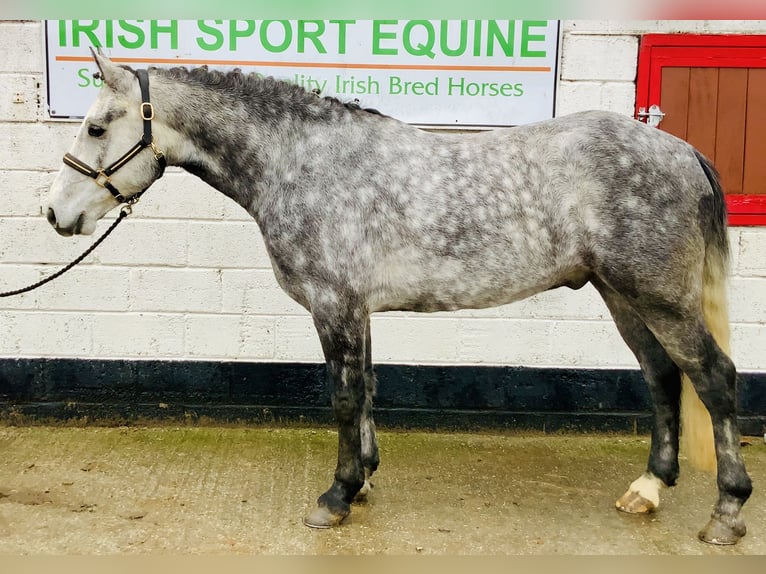 Connemara Hongre 4 Ans 155 cm Gris in Mountrath