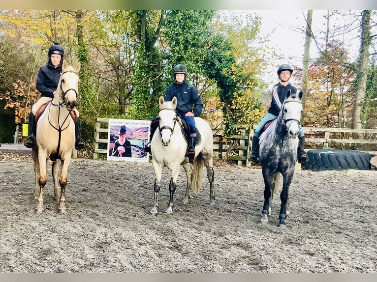 Connemara Hongre 4 Ans 155 cm Gris in Mountrath