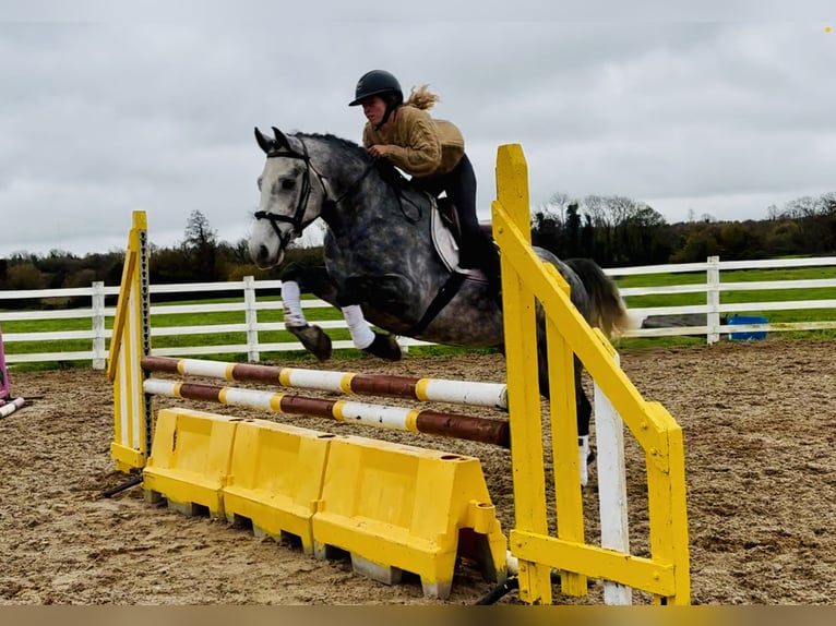 Connemara Hongre 4 Ans 155 cm Gris in Mountrath