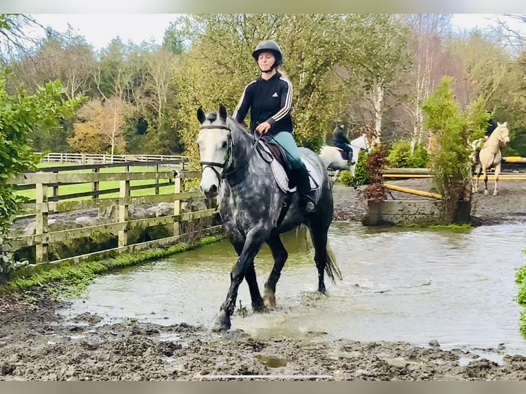 Connemara Hongre 4 Ans 155 cm Gris in Mountrath
