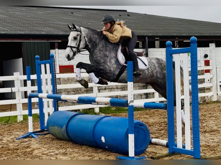 Connemara Hongre 4 Ans 155 cm Gris in Mountrath