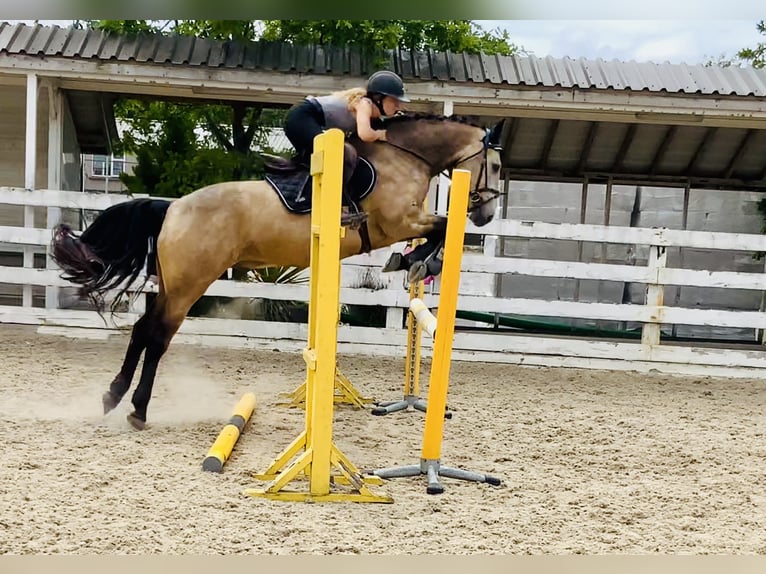 Connemara Hongre 4 Ans 155 cm Isabelle in Mountrath
