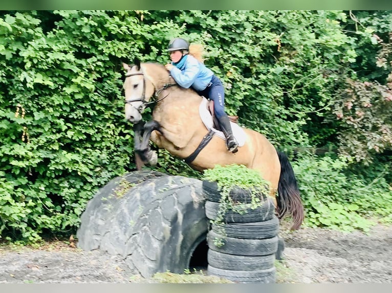 Connemara Hongre 4 Ans 155 cm Isabelle in Mountrath