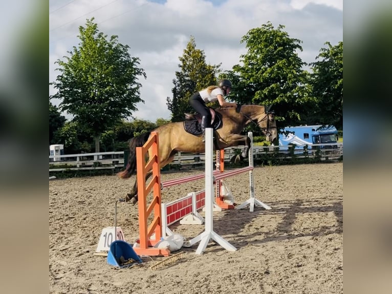 Connemara Hongre 4 Ans 155 cm Isabelle in Mountrath, Co. Laois