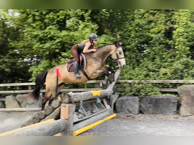 Connemara Hongre 4 Ans 155 cm Isabelle in Mountrath, Co. Laois