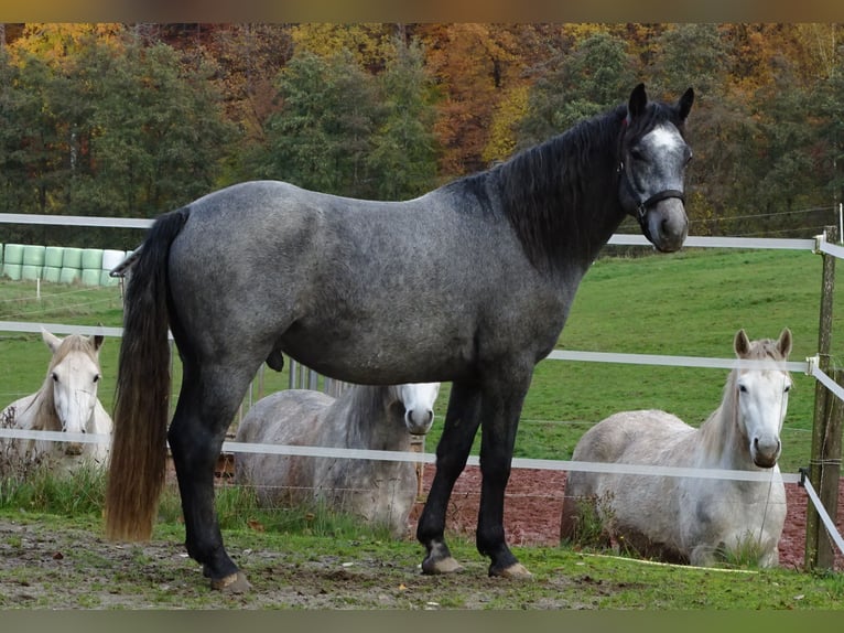Connemara Hongre 4 Ans 156 cm Gris in Neuhemsbach