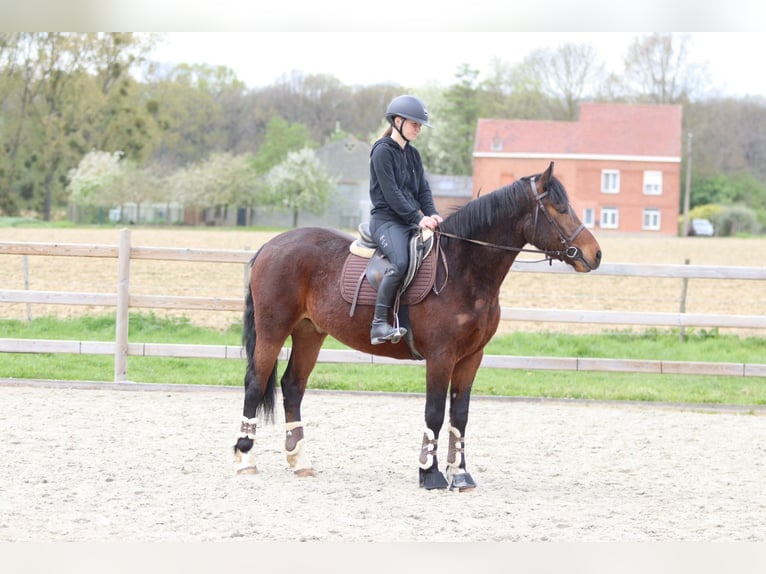 Connemara Hongre 4 Ans 157 cm Bai in Pepingen
