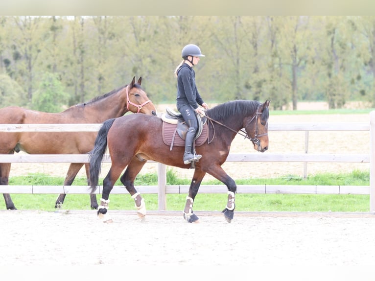 Connemara Hongre 4 Ans 157 cm Bai in Pepingen