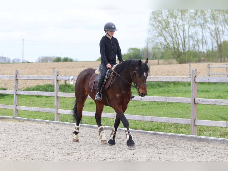 Connemara Hongre 4 Ans 157 cm Bai in Pepingen