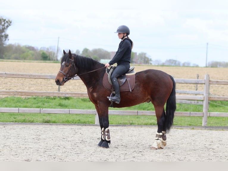 Connemara Hongre 4 Ans 157 cm Bai in Pepingen