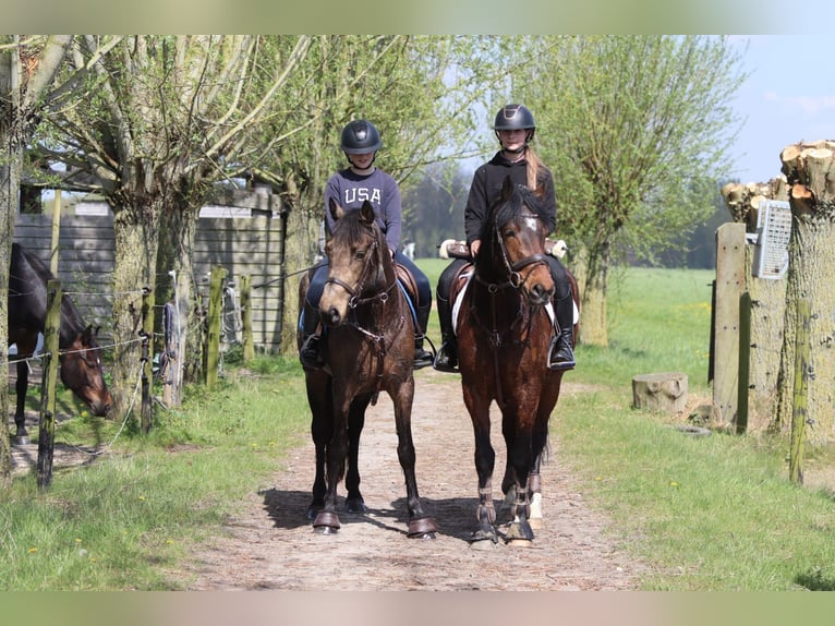 Connemara Hongre 4 Ans 157 cm Bai in Pepingen
