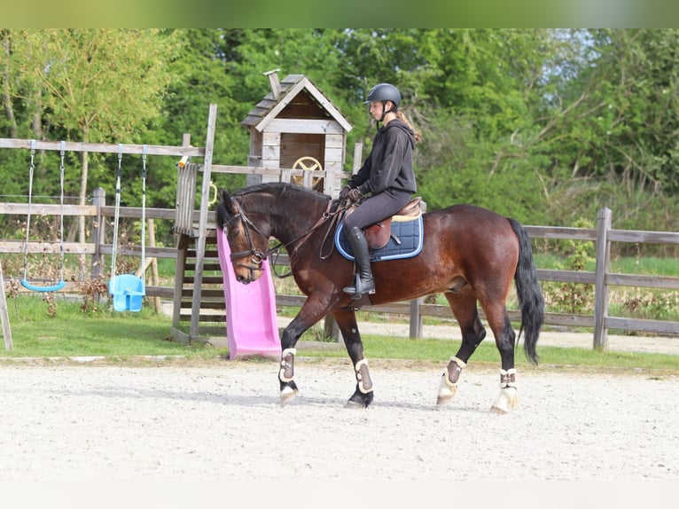 Connemara Hongre 4 Ans 157 cm Bai in Pepingen