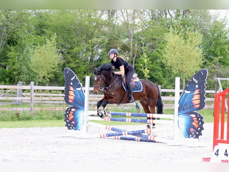 Connemara Hongre 4 Ans 157 cm Bai in Pepingen