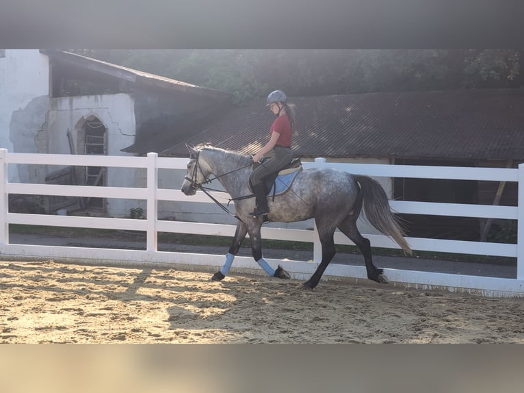 Connemara Hongre 4 Ans 157 cm Gris pommelé in Morsbach