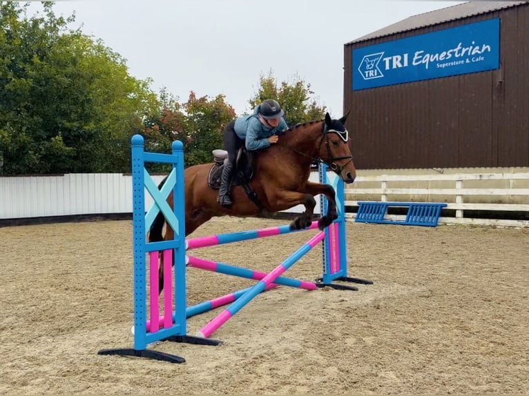 Connemara Hongre 4 Ans 160 cm Bai cerise in Mountrath, Co. Laois