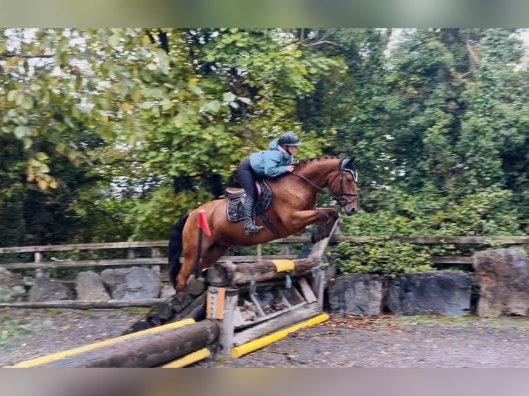 Connemara Hongre 4 Ans 160 cm Bai cerise in Mountrath, Co. Laois