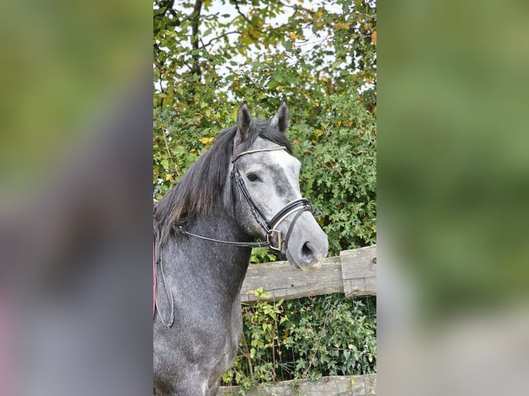 Connemara Croisé Hongre 4 Ans 160 cm Gris pommelé in Bad Camberg