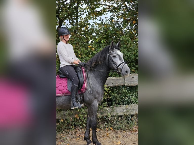 Connemara Croisé Hongre 4 Ans 160 cm Gris pommelé in Bad Camberg