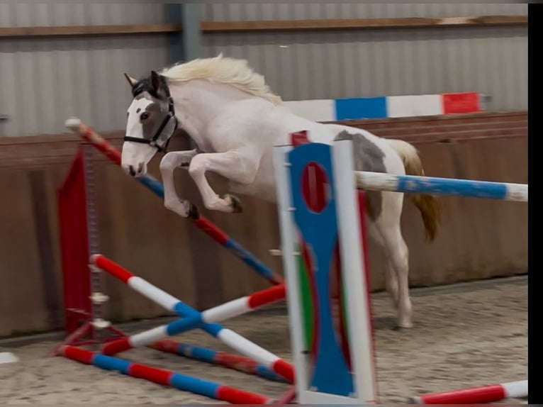 Connemara Croisé Hongre 4 Ans 160 cm Pinto in Zieuwent