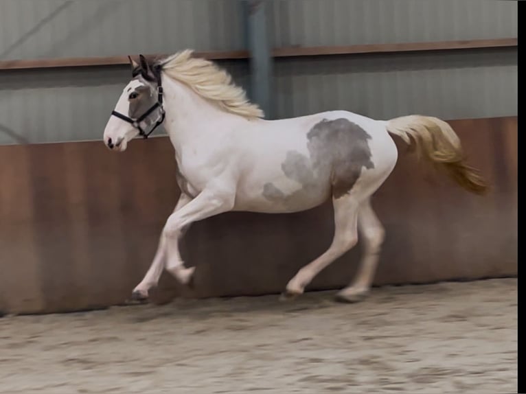 Connemara Croisé Hongre 4 Ans 160 cm Pinto in Zieuwent