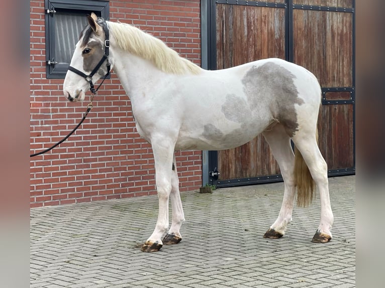 Connemara Croisé Hongre 4 Ans 160 cm Pinto in Zieuwent