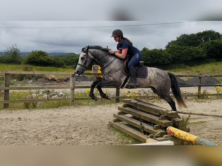 Connemara Hongre 4 Ans Gris in Sligo