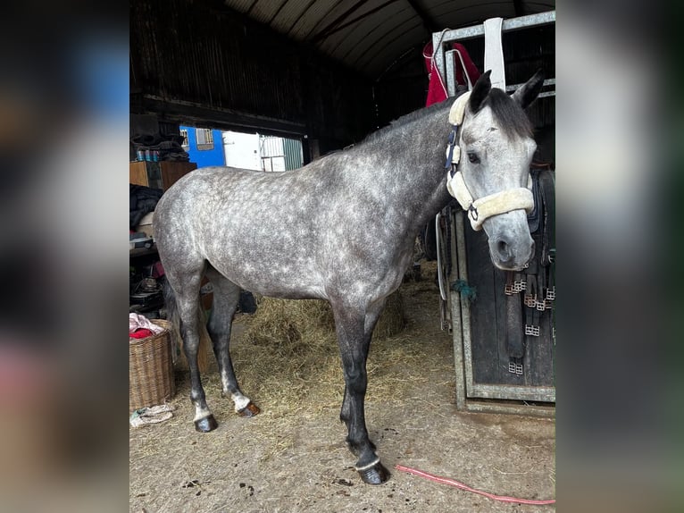 Connemara Hongre 4 Ans Gris in Sligo