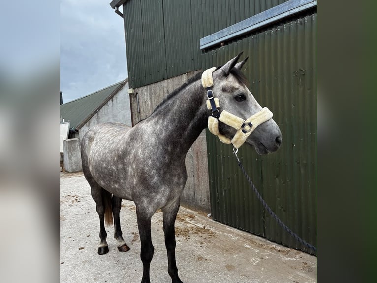 Connemara Hongre 4 Ans Gris in Sligo
