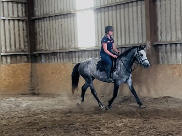 Connemara Hongre 4 Ans Gris in Sligo