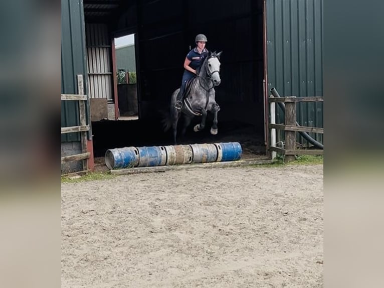Connemara Hongre 4 Ans Gris in Sligo