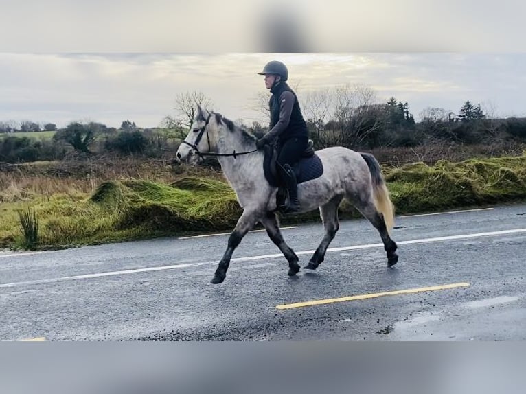 Connemara Hongre 5 Ans 140 cm in Sligo