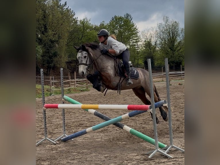 Connemara Hongre 5 Ans 145 cm Gris in Gréoux-les-Bains