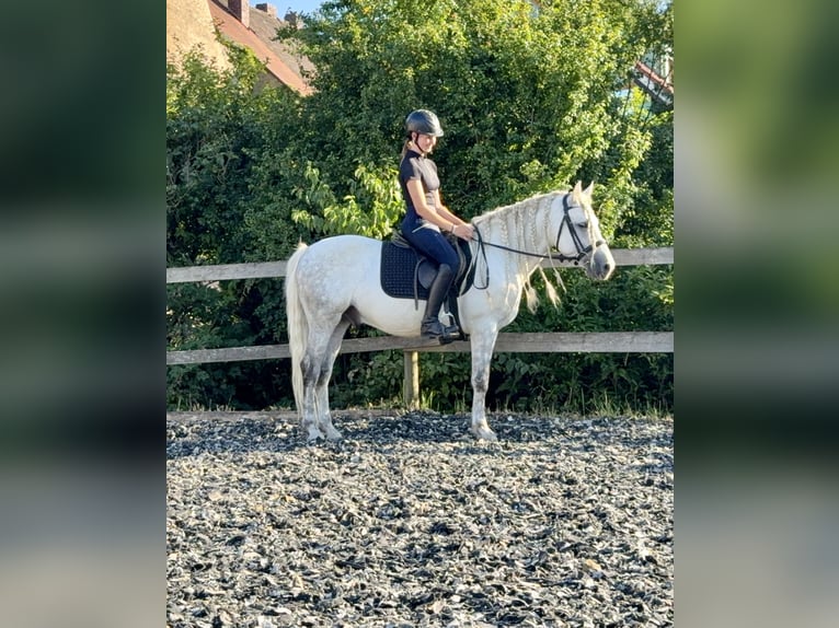 Connemara Hongre 5 Ans 145 cm Gris pommelé in Lisberg