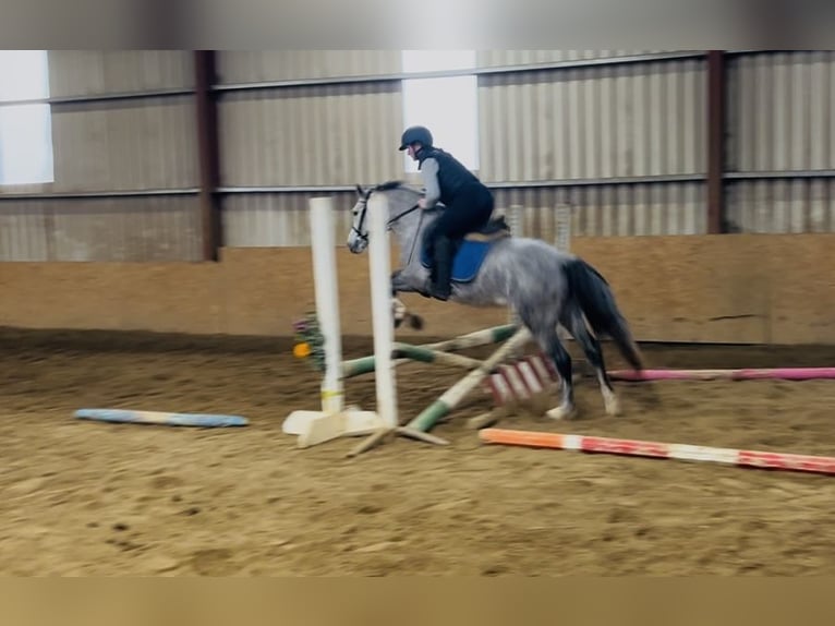 Connemara Hongre 5 Ans 146 cm Gris in Sligo