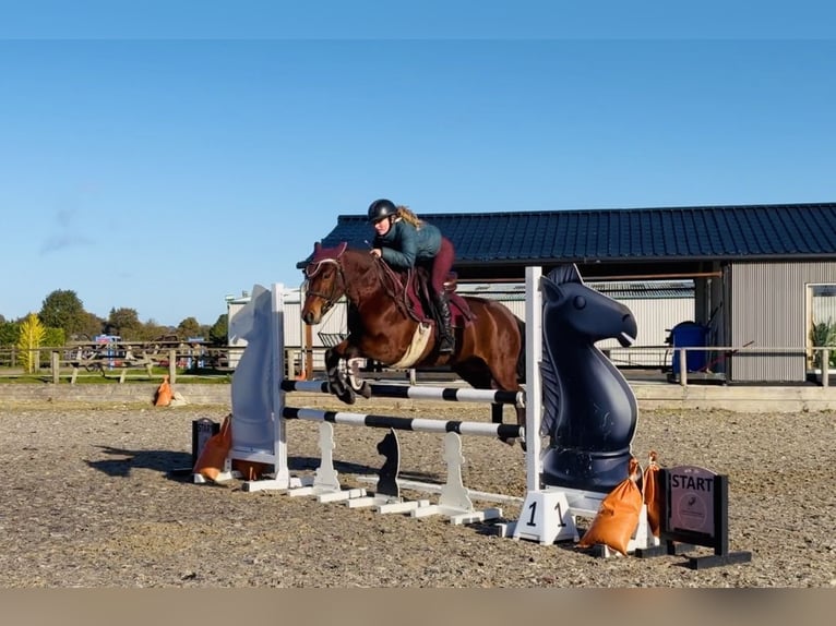 Connemara Hongre 5 Ans 147 cm Bai cerise in Mountrath, Co. Laois