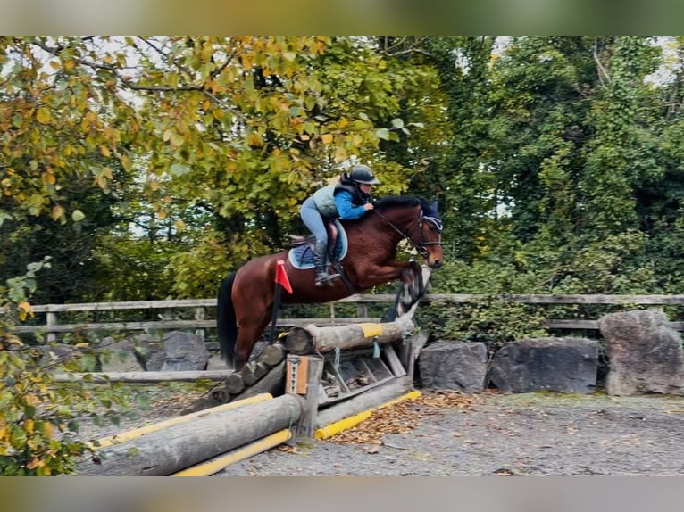 Connemara Hongre 5 Ans 147 cm Bai cerise in Mountrath, Co. Laois