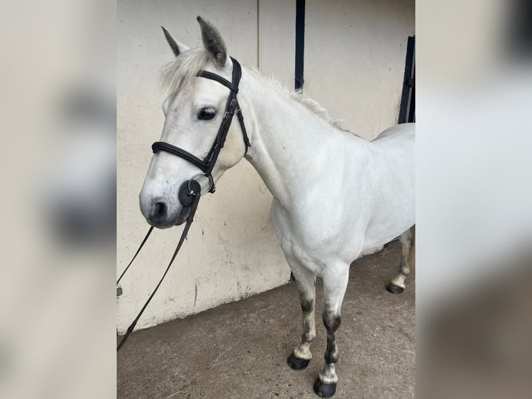 Connemara Hongre 5 Ans 147 cm Gris in Ballinasloe
