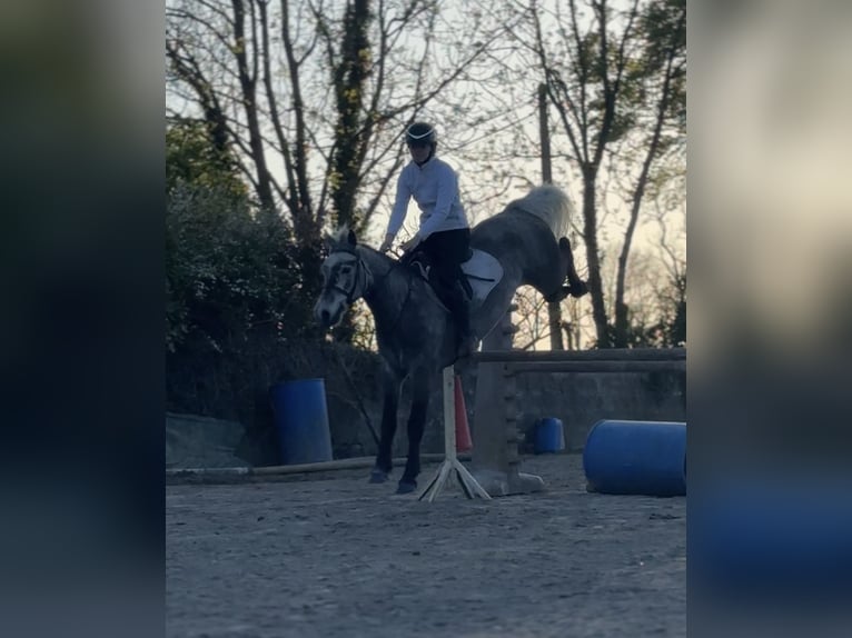 Connemara Hongre 5 Ans 147 cm Gris in Galway