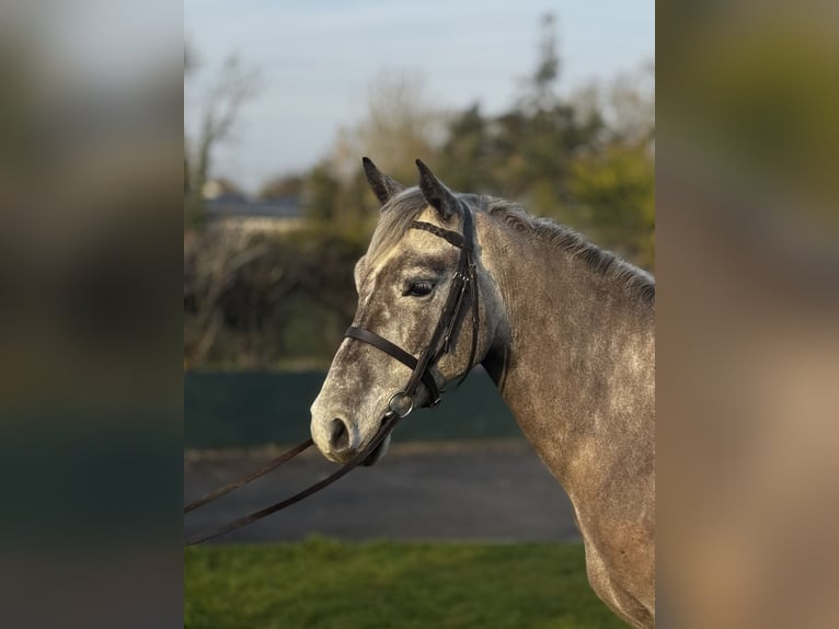 Connemara Hongre 5 Ans 147 cm Gris in Galway
