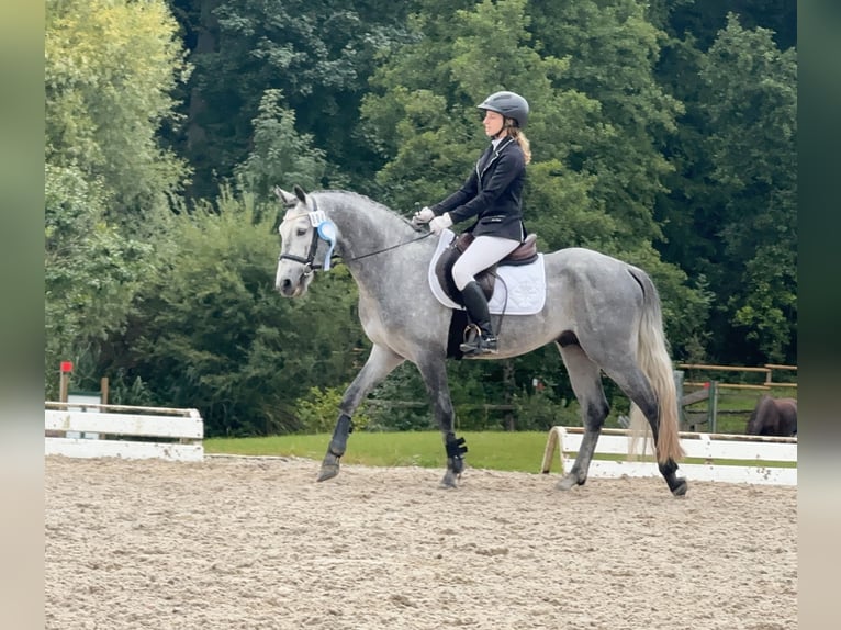 Connemara Hongre 5 Ans 147 cm Gris noir in Lisberg