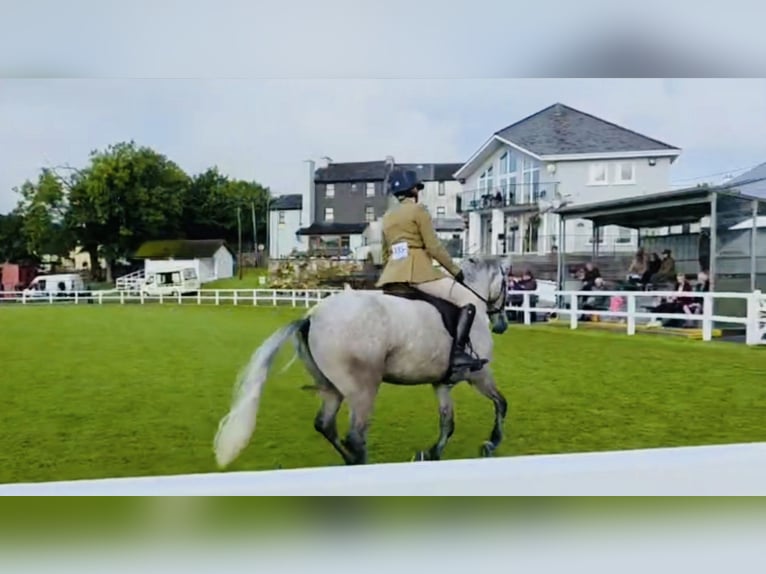 Connemara Hongre 5 Ans 147 cm Gris pommelé in Mountrath, Co. Laois