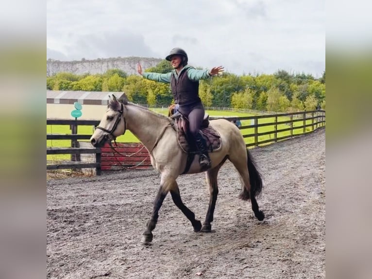 Connemara Hongre 5 Ans 147 cm Isabelle in Mountrath, Co. Laois