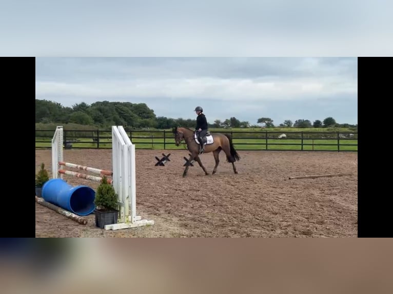 Connemara Hongre 5 Ans 148 cm Bai cerise in Sligo