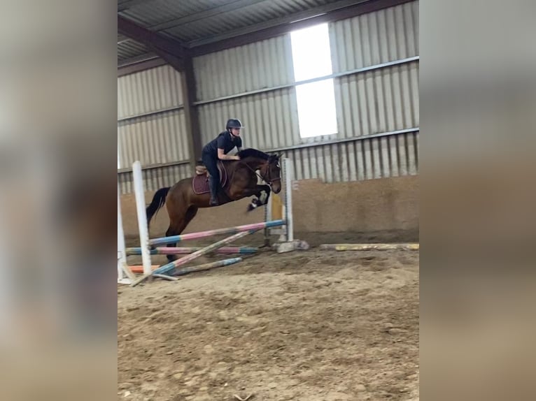 Connemara Hongre 5 Ans 148 cm Gris in Sligo