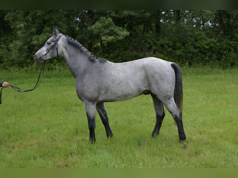 Connemara Hongre 5 Ans 148 cm Gris in Saint-Herblain