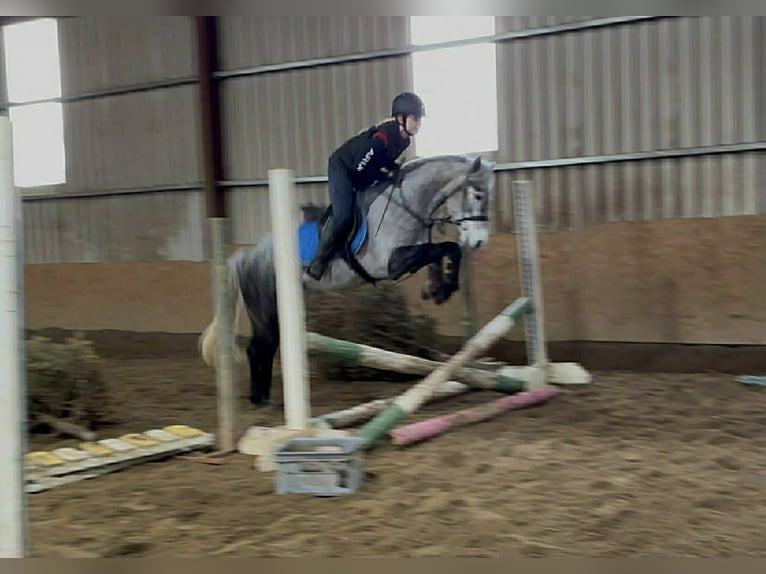 Connemara Hongre 5 Ans 148 cm Gris in Sligo