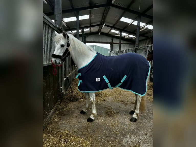 Connemara Hongre 5 Ans 148 cm Gris in Sligo